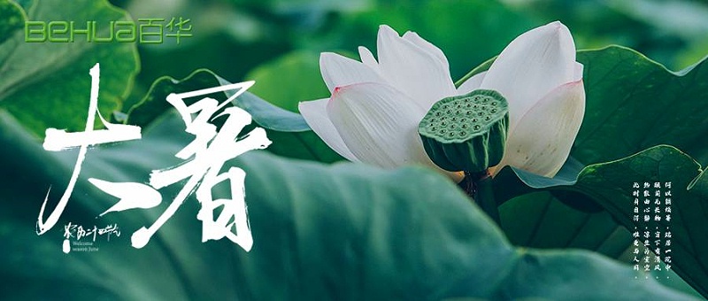 大暑|蟬聲嘹亮，夏意正濃